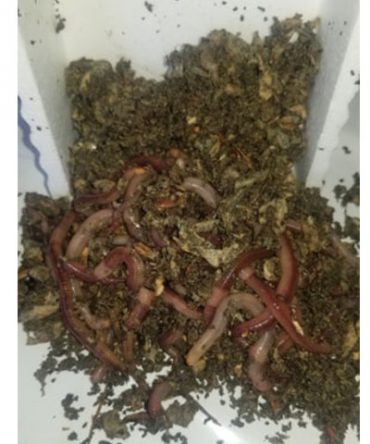 Bait Worms 1Lb box