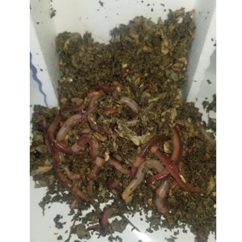 bait worms