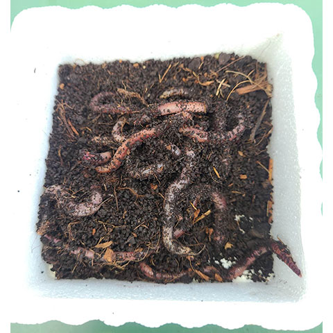 Bait worms (European Nightcrawlers)