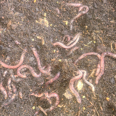Bait worms (European Nightcrawlers)