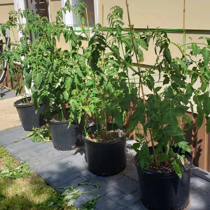 Living Soil 10 lbs - Image 10