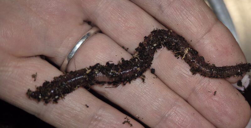 Bait Worms (European Nightcrawlers) - 1/2 lbs - Image 3