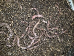 Bait Worms (European Nightcrawlers) - 1 lb
