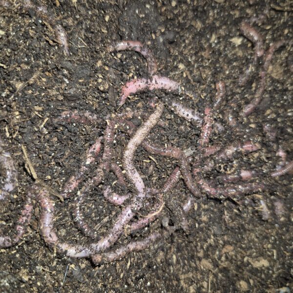 Bait Worms (European Nightcrawlers) - 1 lb