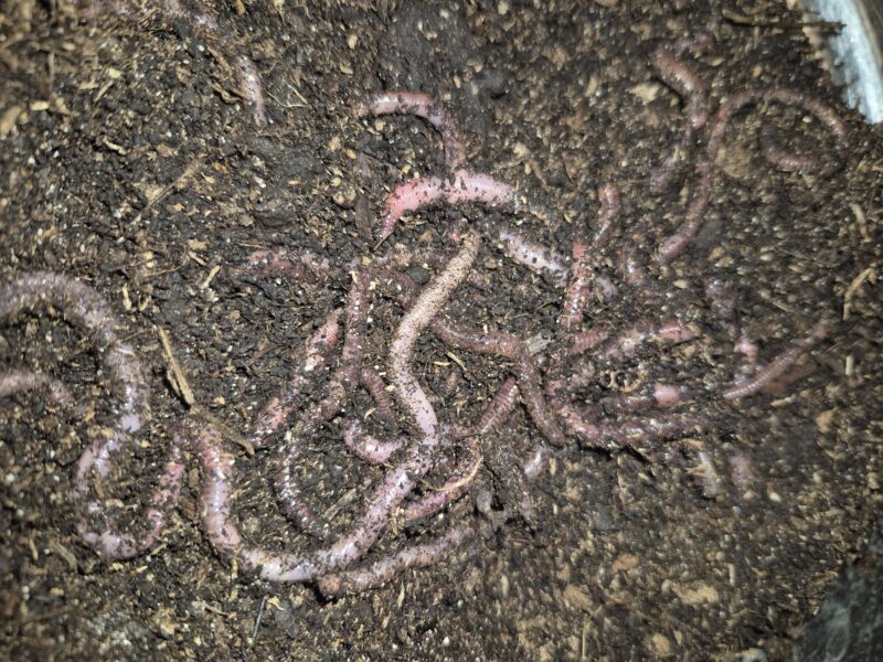 Bait Worms (European Nightcrawlers) - 1/2 lbs - Image 5
