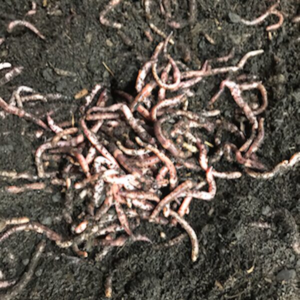 Bait Worms (European Nightcrawlers) - 1/2 lbs