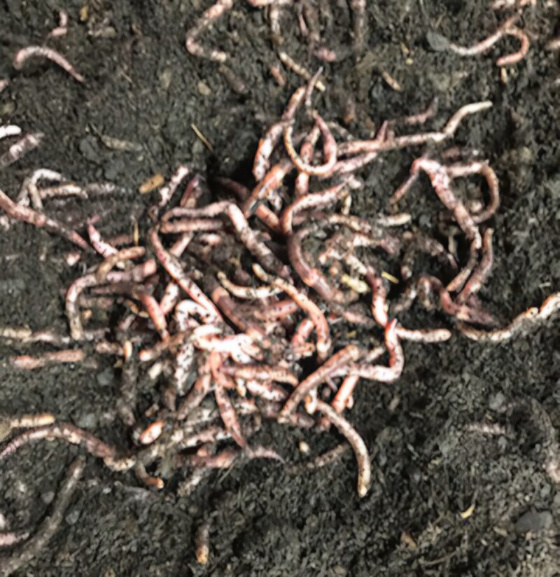 Bait Worms (European Nightcrawlers) - 1/2 lbs