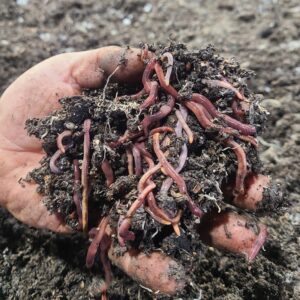 Red Wigglers 1Lb bag---Local Pick up ONLY! No shipping until the end of March 2026!