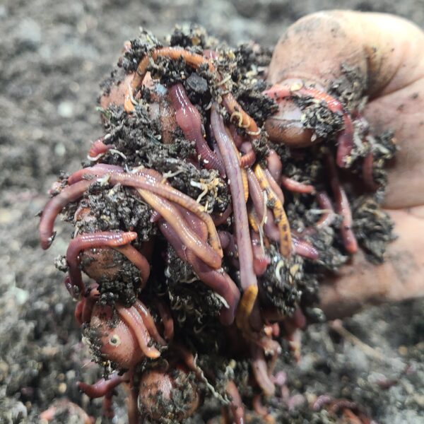 Red Wigglers 1/2Lbs bag--Local Pick up ONLY! No shipping until the end of March 2026