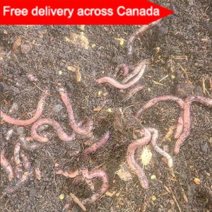 Bait Worms (European Nightcrawlers) - 1/2 lbs, SHIPPING UNTIL MID NOVEMBER