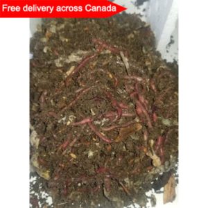 red wigglers