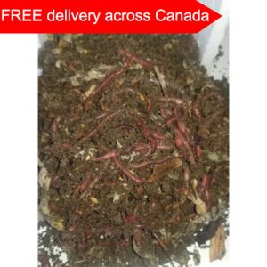 Smiley Worms – High Quality Vermicompost, Bait Worms, Red Wigglers