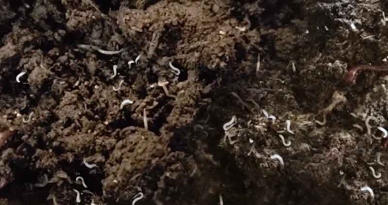 white worms in compost bin